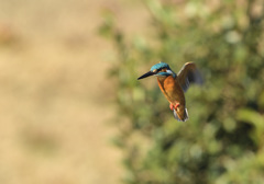 新年2回目のホバ2 新年2回目のホバ2