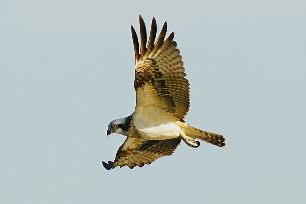 飛び込まないミサゴ