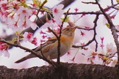 アトリ6