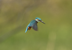 新年初ホバ9 新年初ホバ9