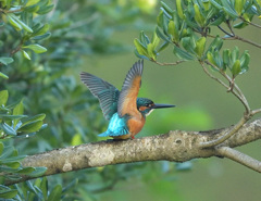 羽ばたき 羽ばたき