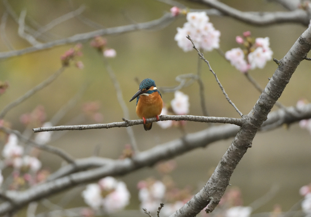 桜カワセミ3