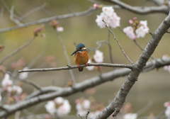 桜カワセミ3