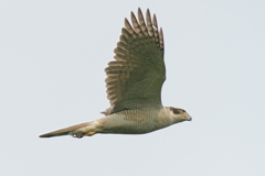 オオタカ成鳥1