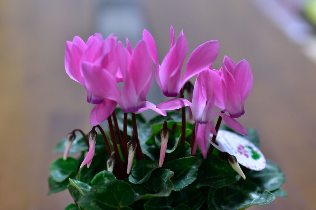 ガーデンシクラメン30ｆ1.4