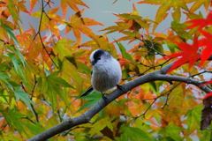 紅葉のエナガ6