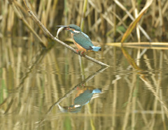 お魚ゲット! お魚ゲット!