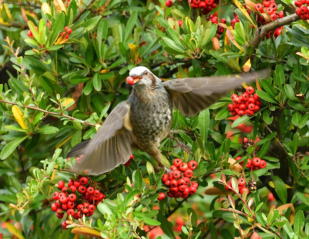 ピラの実を食うヒヨドリ3
