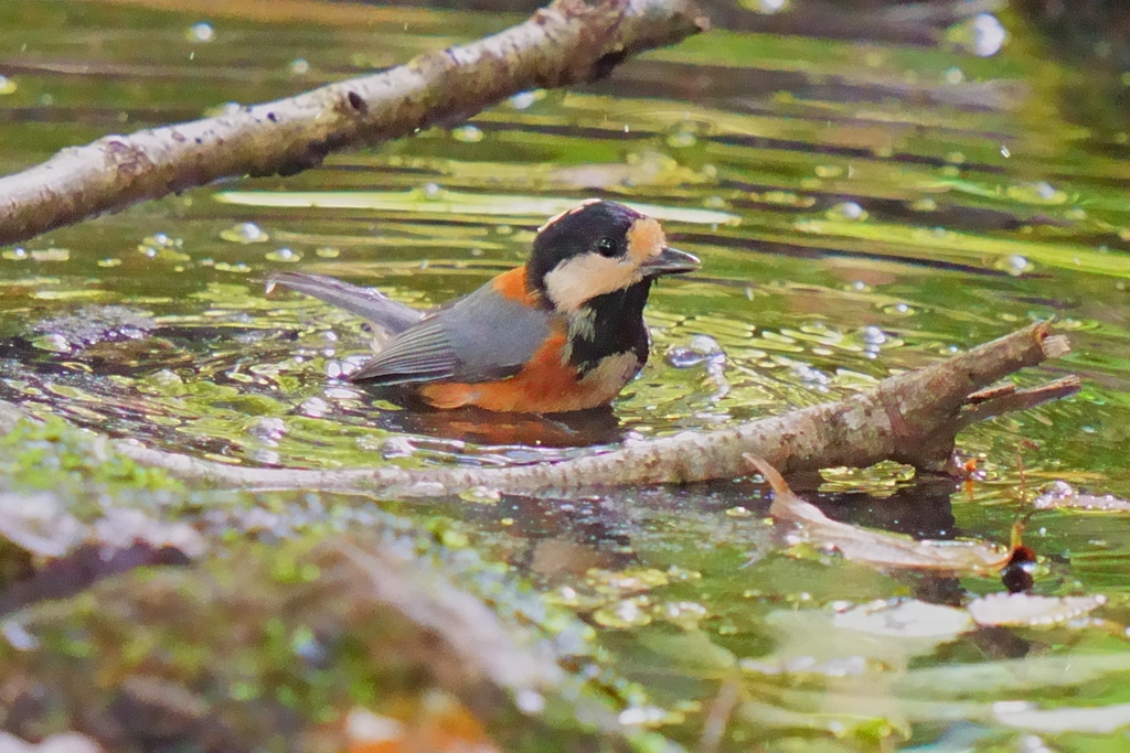 水場のヤマガラ