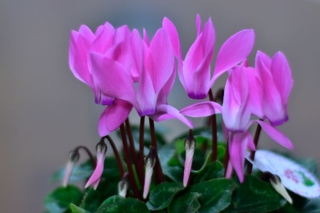 ガーデンシクラメン50ｆ1.4