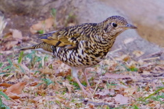 トラツグミ トラツグミ