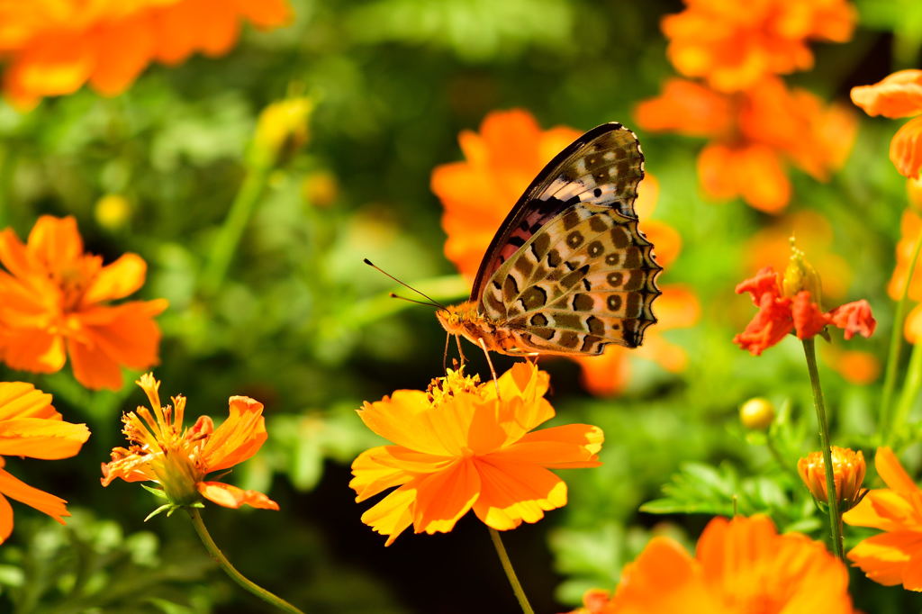 昭和記念公園の蝶