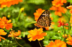 昭和記念公園の蝶