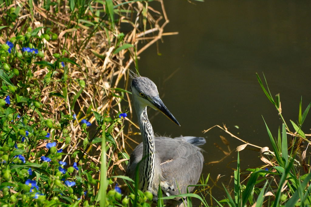 程久保川の小サギ