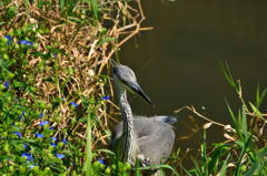程久保川の小サギ