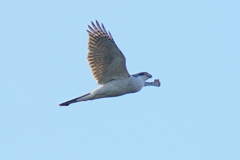 オオタカ成鳥