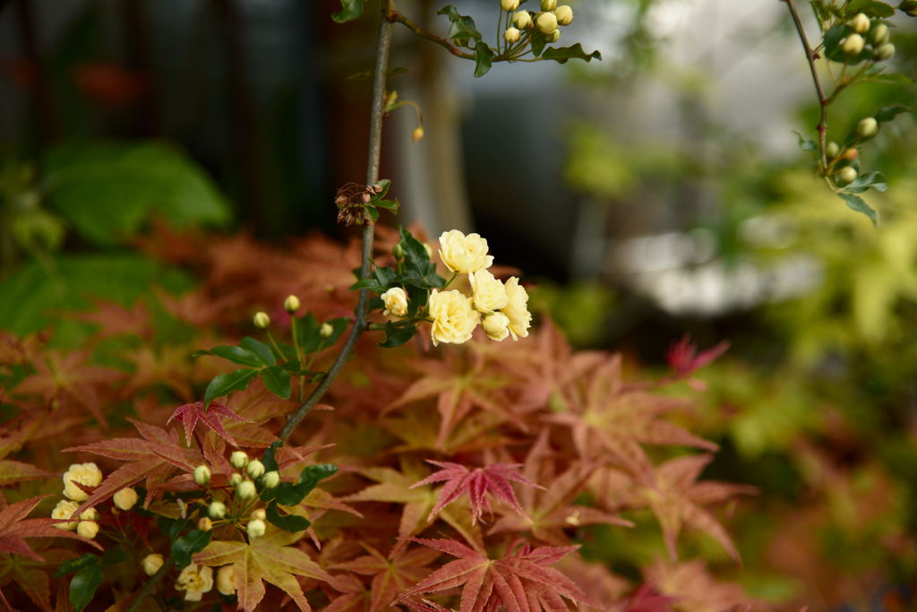 紅葉に薔薇？まさかね