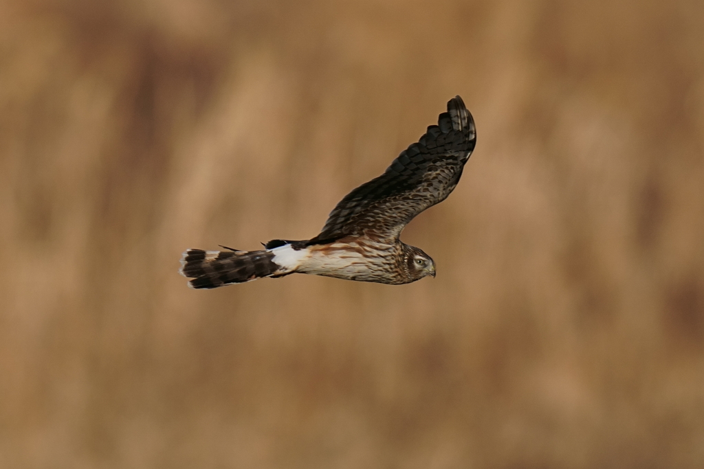 ハイイロチュウヒ4