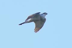 オオタカ成鳥
