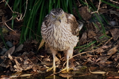 オオタカの幼鳥10