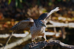 オオタカの幼鳥8 オオタカの幼鳥8