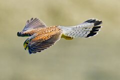 獲物を狙って降下中のチョウゲンボウ（オス）1