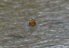 今朝のホバ9 今朝のホバ9