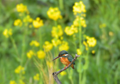 菜の花カワセミ