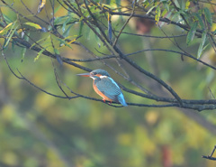 枝に乗る 枝に乗る