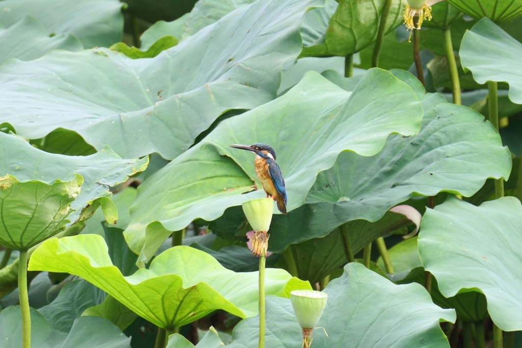 ハスカワ3