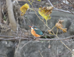 枝止まり10 枝止まり10