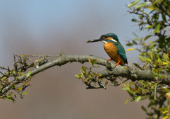 ピラのお立ち台