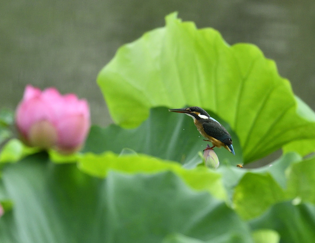 ハス池のカワセミ