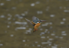 今朝のホバ12 今朝のホバ12