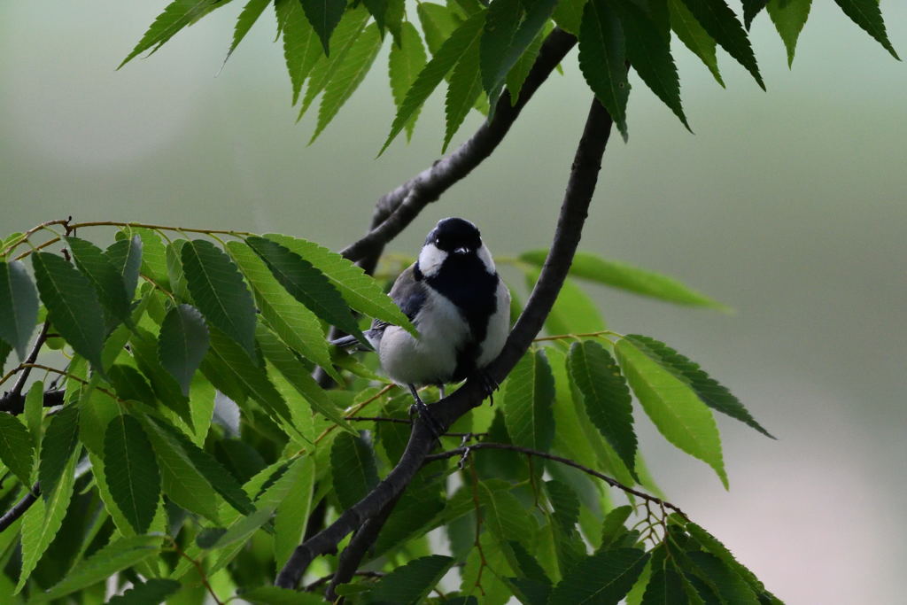 昭和記念公園シジュウカラ