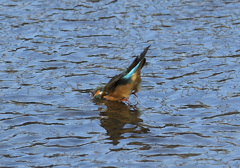 突っ込んでます! 突っ込んでます!