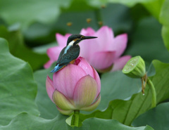ハス池のカワセミ