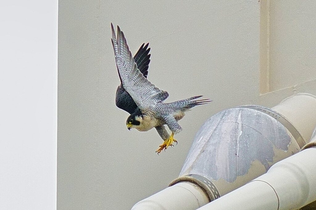 ハヤブサの飛び出し1