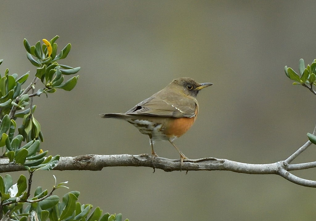 トベラのアカハラ