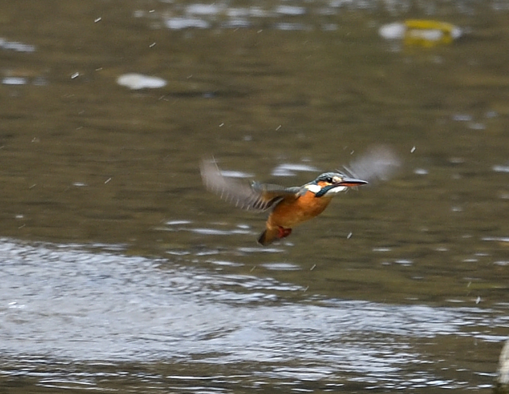 ホバから飛込み