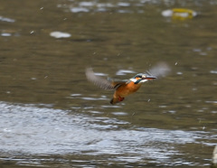 ホバから飛込み ホバから飛込み