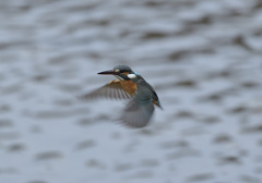 今朝のホバ6 今朝のホバ6