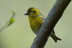 マヒワ3