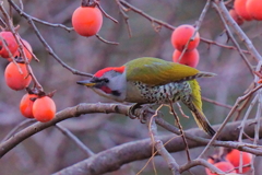 柿を食べに来たアオゲラのオス2