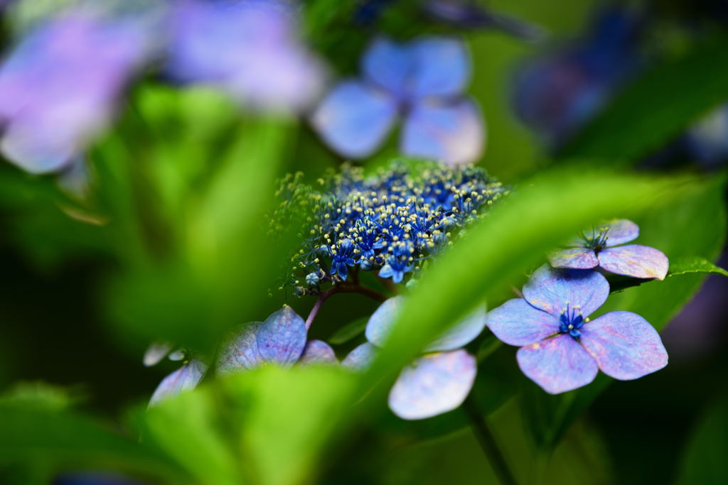高幡不動の紫陽花6