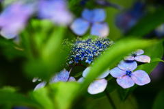 高幡不動の紫陽花6