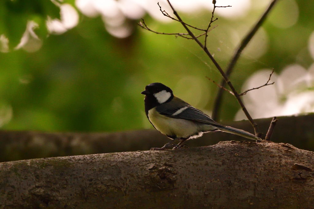 昭和記念公園シジュウカラ2