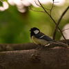昭和記念公園シジュウカラ2