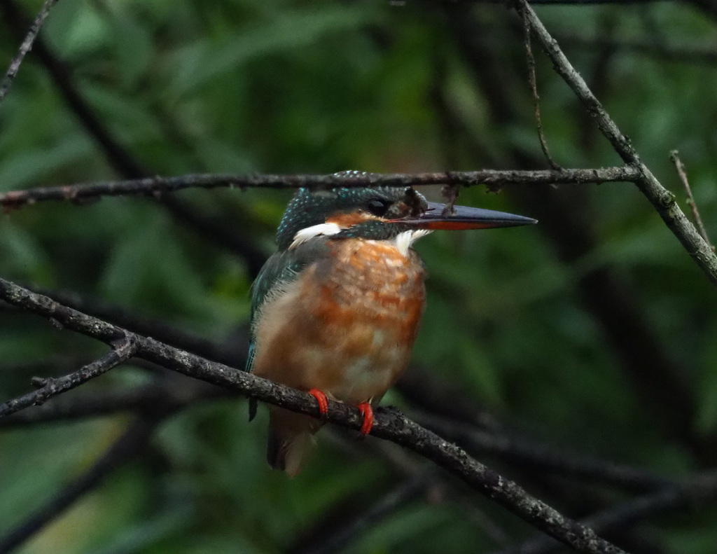 枝被りですが・・・