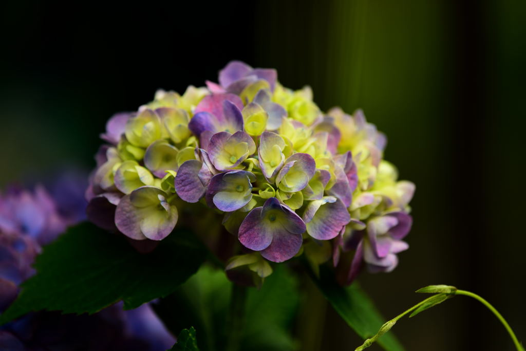 高幡不動の紫陽花5